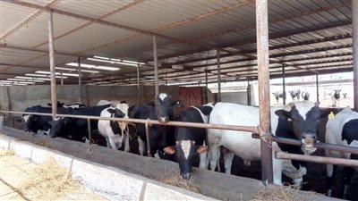 «استثمار المستقبل».. كيف يساهم مشروع البتلو في تحسين سلالات الأبقار؟