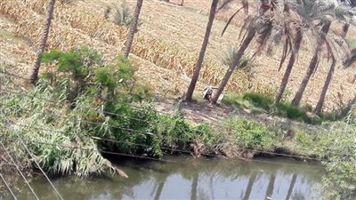 تلوث مياه الرى يثير غضب أهالى الدقهلية