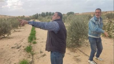 زراعة سيناء : تقديم الدعم الفني اللازم للمزارعين