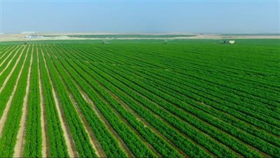 زراعات عالمية تصلح في أرض مصر