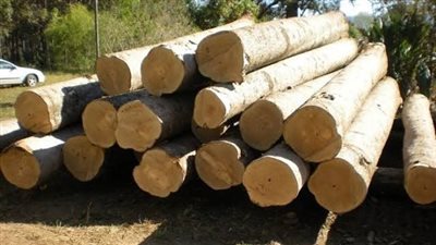 أغلى أنواع الأخشاب القابلة للزراعة في مصر