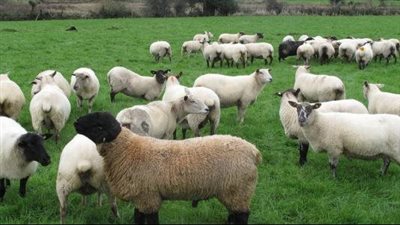 الحصر الدقيق للثروة الحيوانية بالمنيا.. مؤشر على نجاح الإدارة الزراعية والبيطرية