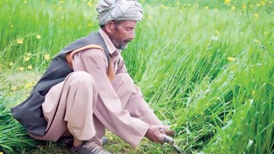 «ديون الفلاحين».. مبادرات وهمية ودعم حكومى غائب 