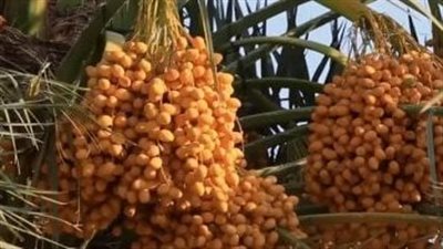 مصر وتعزيز إنتاج التمور.. رؤية استراتيجية نحو الصدارة العالمية