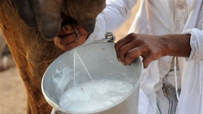 فوائد لا تعرفهاعن لشرب حليب الإبل.. أفضل من الأبقار