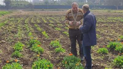 مدير معهد البساتين يتفقد تجارب البرنامج الوطني لإنتاج تقاوي الخضر بالقليوبية 