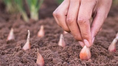 زراعة البصل.. خطوات أساسية لتحقيق محصول وفير
