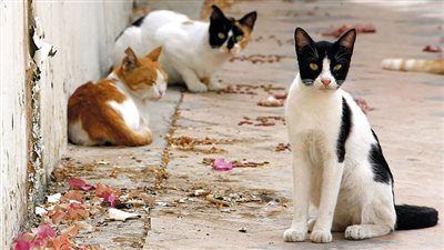 ارتفاع أسعار الدراي فود يدفع القطط الأليفة إلى الشوارع.. من ينقذها؟