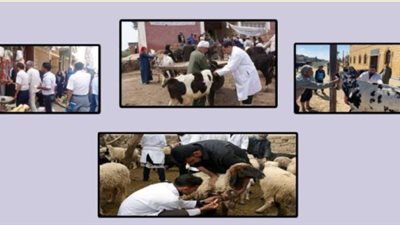 انطلاق الحملة القومية للتحصين ضد الجلد العقدي بالمنيا