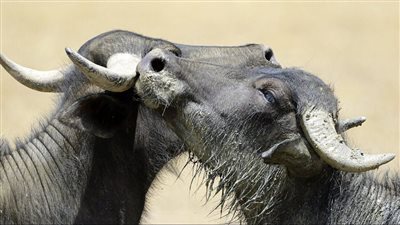 تحسين إنتاجية الجاموس المصري: أفضل الطرق لأعلى إنتاجية