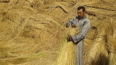 تأثير التأخير في زراعة الكتان .. خسائر كبيرة بسبب البياض الدقيقي