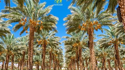 التوقيت الأمثل لفصل الفسائل.. مفتاح نجاح زراعة نخيل البلح