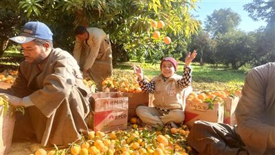 مخاطر تأخير جمع الثمار وتأثير التقليم الجائر على أشجار الموالح