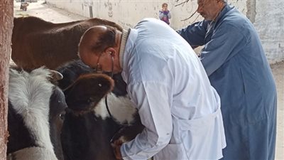 بيطري الزقازيق يوجه قافلة مجانية لقرية السعدية 