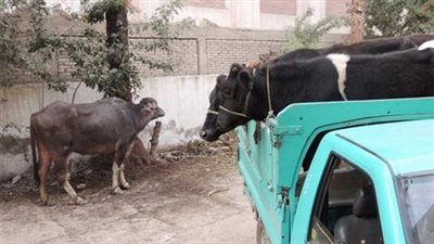 ضبط عصابة سرقة المواشي في الغربية