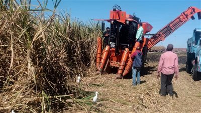 ماكينة الحصاد تحصد روح مزارع شاب في الشرقية