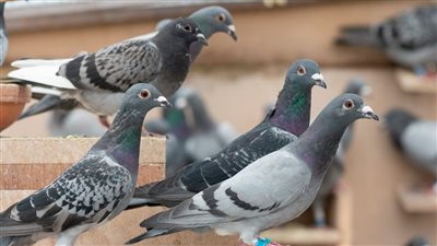 أفضل الأماكن المناسبة لتربية الحمام في المنزل دون أي أضرار