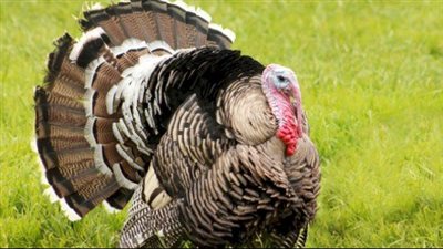 أسرار للوصول إلى أعلى إنتاجية من تربية الرومي