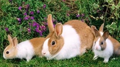 خطوة بخطوة.. كيفية إقامة مشروع تربية الأرانب من المنزل بأعلى إنتاجية