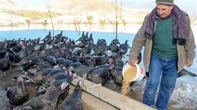 مشاريع زراعية مربحة.. كيفية إقامة مزرعة للرومي