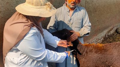  الدقهلية: تحصين 15 ألف و986 رأس ماشية ضد مرض الجلد العقدي 