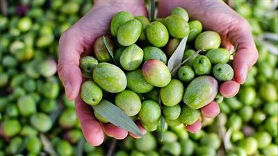 الإسماعيلية نموذجًا.. جهود مصر في تعظيم الاستفادة من زراعة الزيتون 