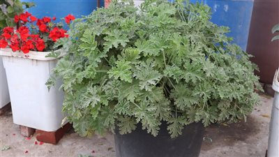 أفضل نباتات العطور التي تصلح زراعتها في مصر