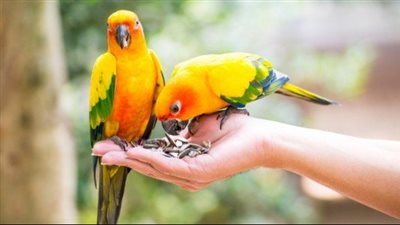 فوائد تربية العصافير في مكان العمل