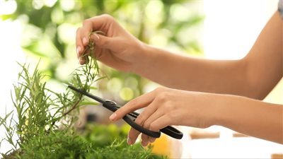 أفضل نباتات العطور التي تصلح زراعتها في مصر