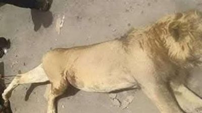 أسد حديقة حيوان الفيوم يلتهم حارسه الخاص