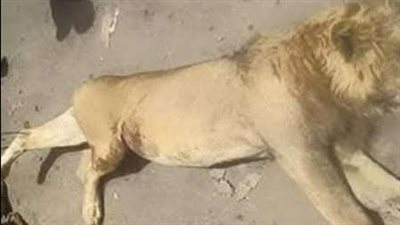 خبير سياحي بالفيوم: ليست المرة الأولى والمحافظ قتل الأسد بمسدسه 