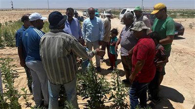 من الحقول إلى المزارعين.. فرق بحثية تقدم حلولًا زراعية متكاملة في سيناء