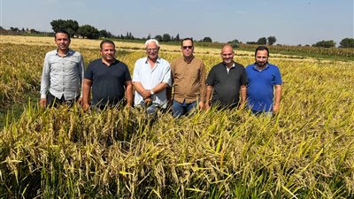 الجيزاوي: شركة بداية لتسويق خدمات جامعة بنها تقدمت لتسجيل أصناف جديدة للأرز