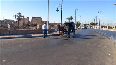 مجلس مدينة الأقصر يحرر 10 محاضر لعربات الحنطور المخالفة