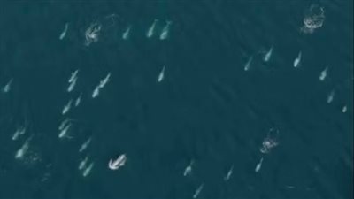 لأول مرة.. رصد الآلاف من دلافين ريسو تسافر قبالة سواحل كاليفورنيا 