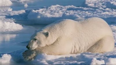دراسة تكشف أسرار فرو الدببة القطبية .. كيف تحصل على التدفئة اللازمة؟