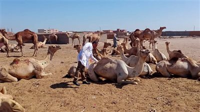 قافلة جامعة الأزهر تقدم خدمات طبية لـ3260 مواطنًا بالشلاتين 
