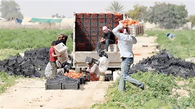 السكر والقمح والأرز والخضراوات والفواكه: محاصيل أتلفها والحصاد