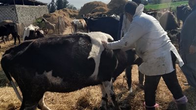 تحصين 46440 رأس أبقار وأغنام ضد مرض الجلد العقدي بالدقهلية