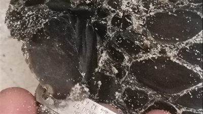 العثور على سلحفاة بحرية كبيرة الحجم بالإسكندرية 