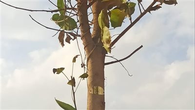 بدء تكويد الأشجار في نطاق الدائري بإقليم القاهرة الكبرى
