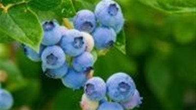 «مصر تدخل سوق محاصيل البيري العالمية».. الفراولة والتوت في صدارة التصدير