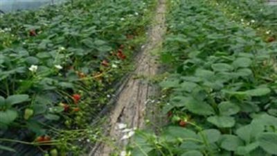 كيف تحمي محاصيلك الزراعية من الصقيع؟.. نصائح هامة للمزارعين