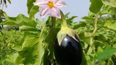 فوائد مذهلة للباذنجان.. متى يمكن أن يكون سامًا؟