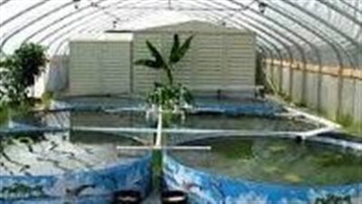كيف تضمن مشروعات استزراع أسماك البلطي نجاحًا مستدامًا؟