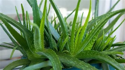 كل ما تريدين معرفته عن استخدام جل الصبار للبشرة 