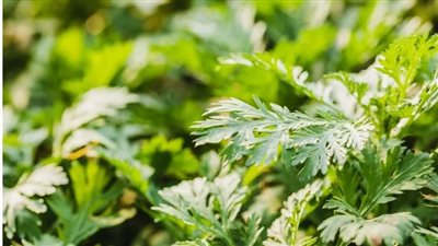 فوائد عشبة الشيح: استخداماتها في النظام الغذائي وتحذيرات قبل اعتمادها  