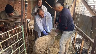 فحص 3009 رأس ماشية ضد البروسيلا و2579 ضد السل البقري بالشرقية 