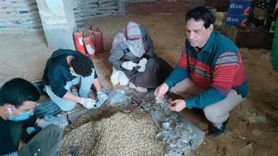 حملة لمكافحة القوارض لأعمال صيانة وتحزيم 128725 فدان بالبحيرة 