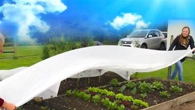 حماية المحاصيل من الصقيع.. استراتيجيات فعالة لتقليل الخسائر الزراعية